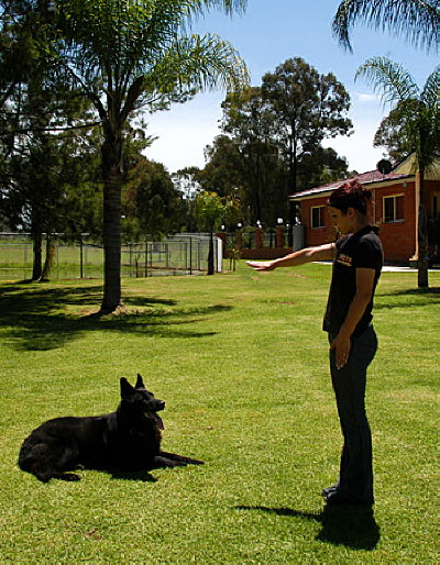 Pets Training & Boarding Sydney | 95 Sixth Rd, Berkshire Park NSW 2765, Australia | Phone: 1300 889 263