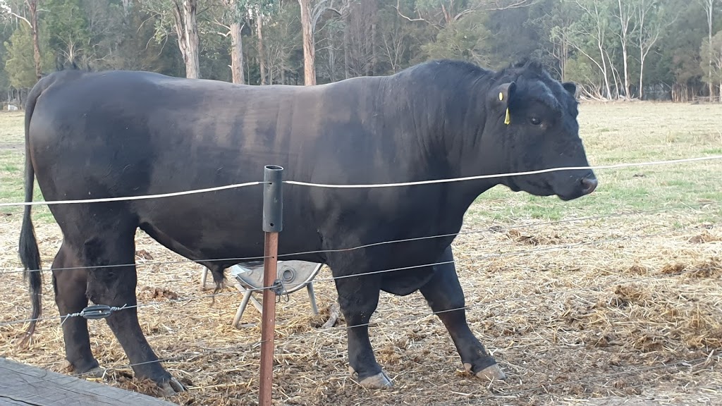 BigWig speckle park stud farm |  | 215 Careys Rd, Hillville NSW 2430, Australia | 0404077097 OR +61 404 077 097