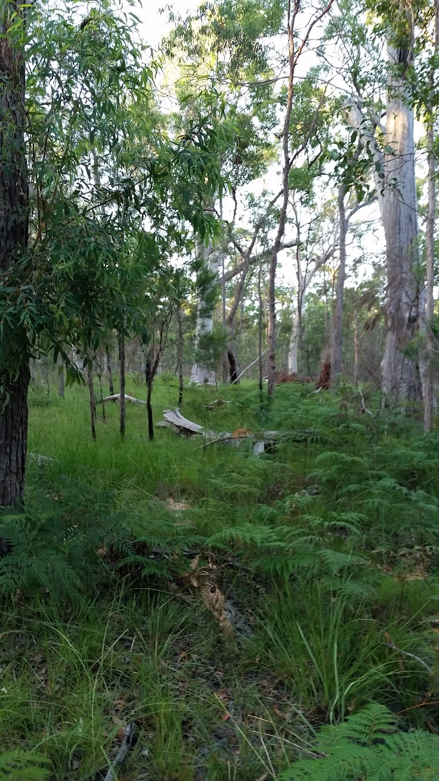 Squirrel Glider Conservation Area | Finucane Rd, Alexandra Hills QLD 4161, Australia | Phone: (07) 3829 8999