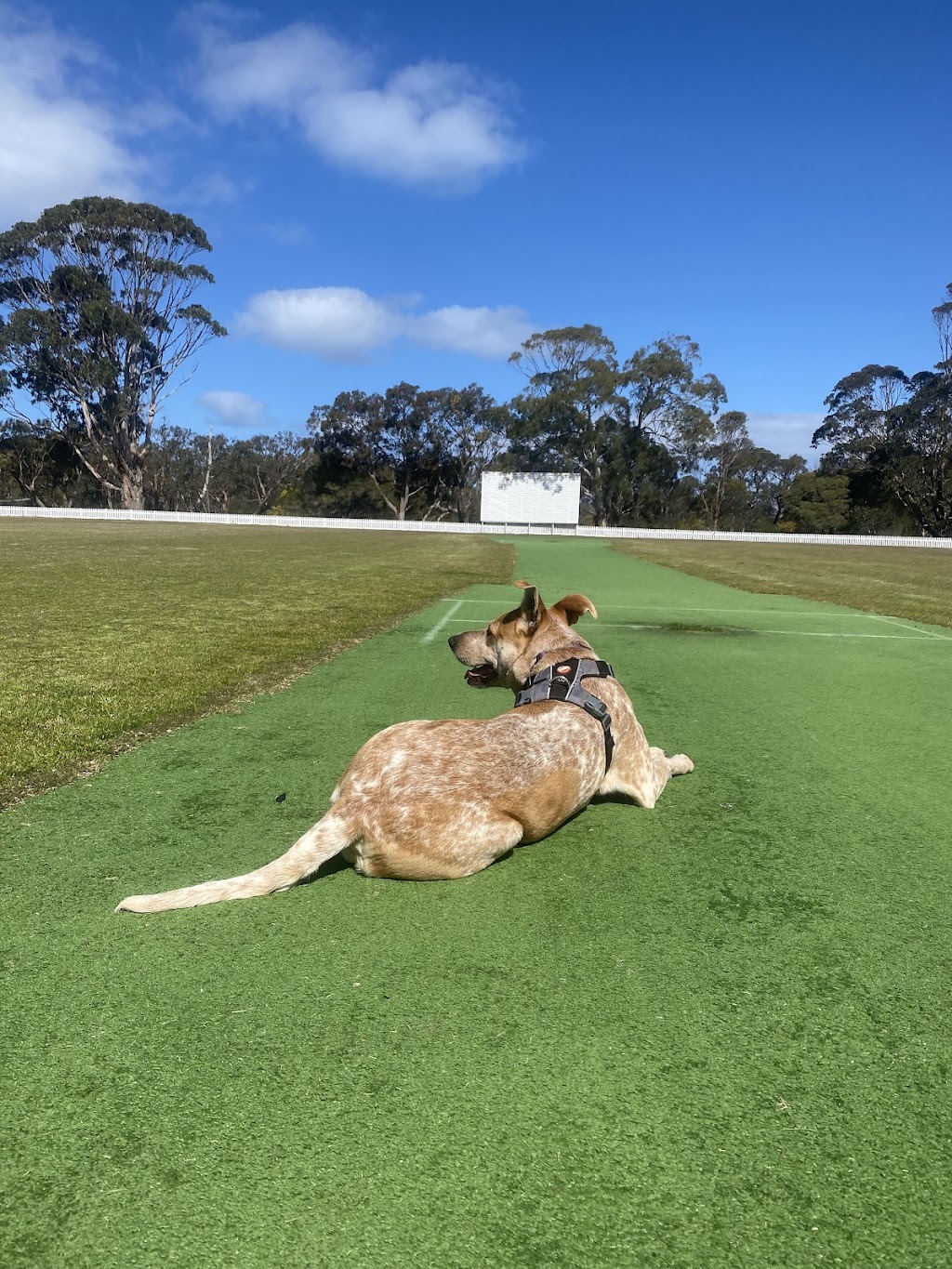 Surfcoast DOG WALKING | 24 Gilbert St, Aireys Inlet VIC 3231, Australia | Phone: 0459 326 422