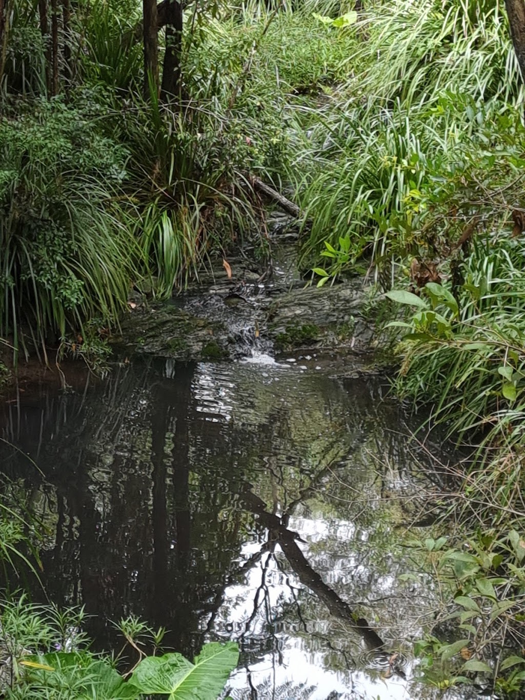 Sanctuary of the Wild | Latina Ave, Seven Hills QLD 4170, Australia | Phone: 0417 616 256