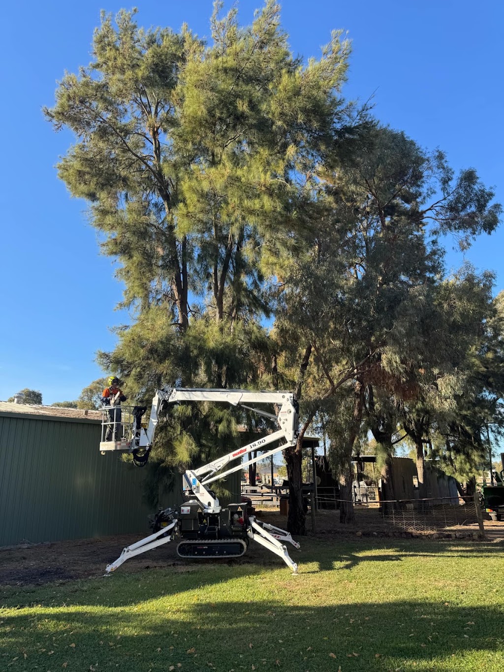Tree & Stump Eaters | 107 Bungower Rd, Somerville VIC 3912, Australia | Phone: (03) 5978 0181