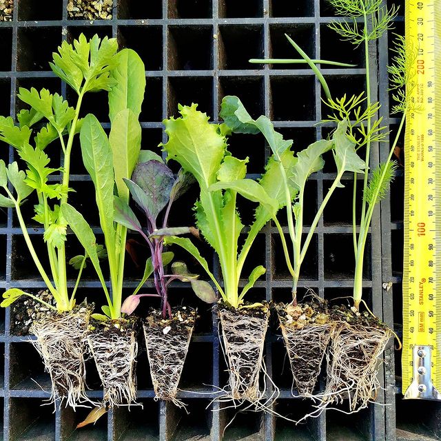 Quality Plants & Seedlings |  | 50 Whites Rd, Werribee South VIC 3030, Australia | 0409952658 OR +61 409 952 658