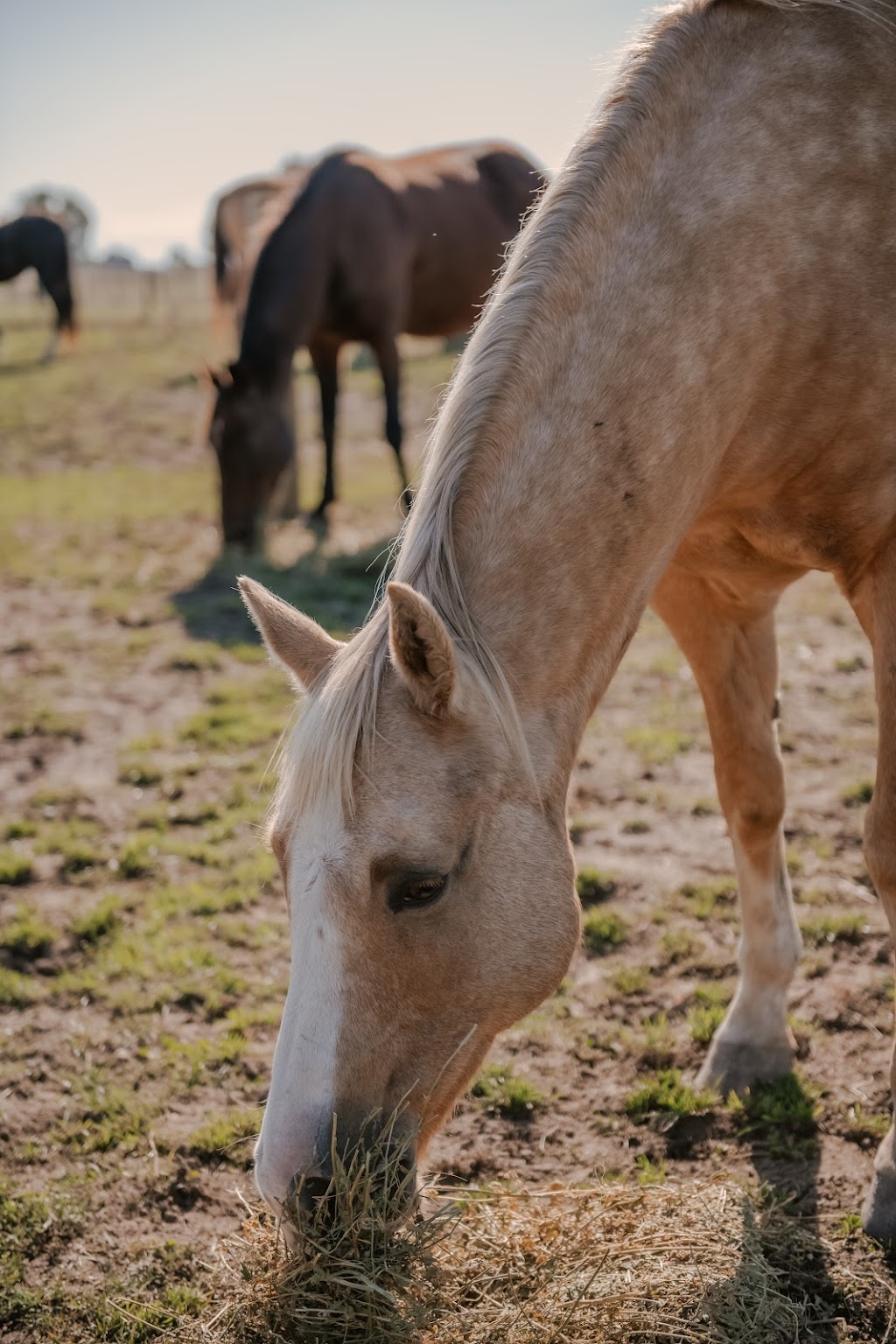 Cardinia Equine Assisted Counselling | 1070 Caldermeade Rd, Catani VIC 3981, Australia | Phone: 0421 343 745
