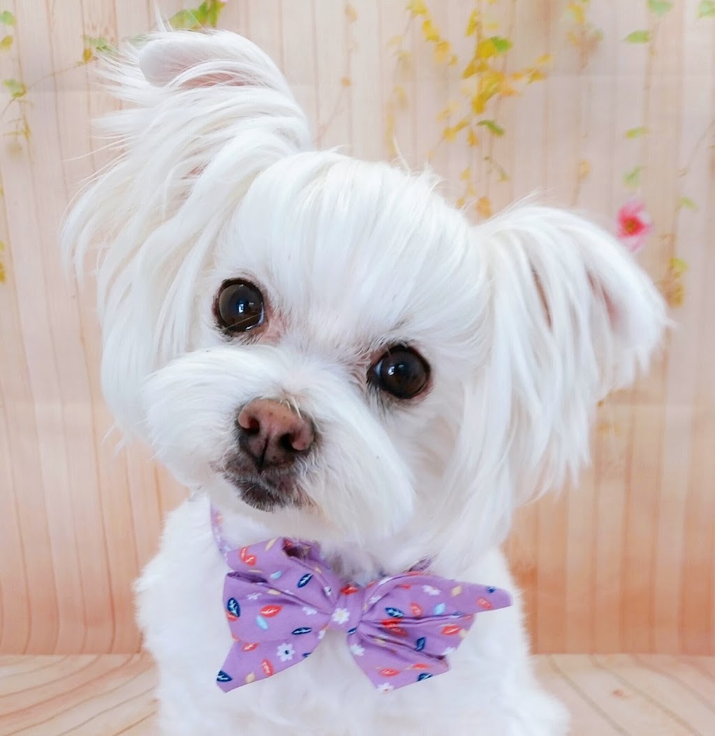 Lather and Love Canine Spa and Social Club | 19 Bell St, DAguilar QLD 4514, Australia | Phone: 0468 625 301