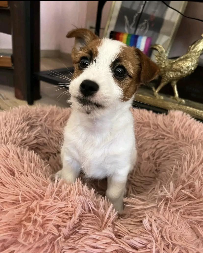Trained Jack Rusell Terrier Pups | Kodi Cl, Old Bar NSW 2430, Australia | Phone: 0489 995 807