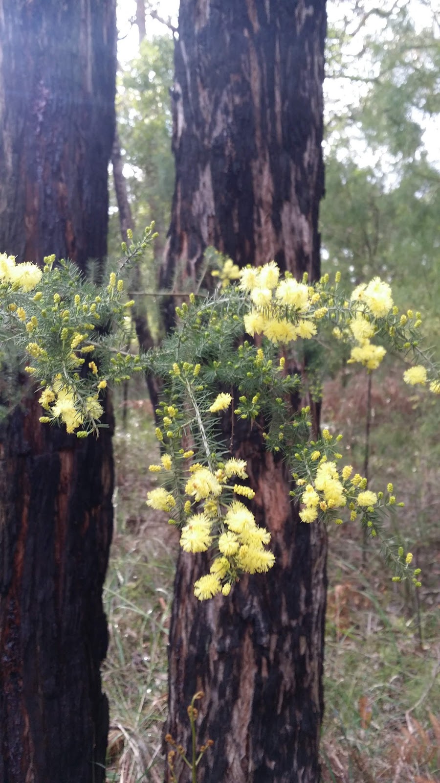 Montrose Brickworks Flora Reserve | park | 342 Cambridge Rd, Montrose VIC 3765, Australia