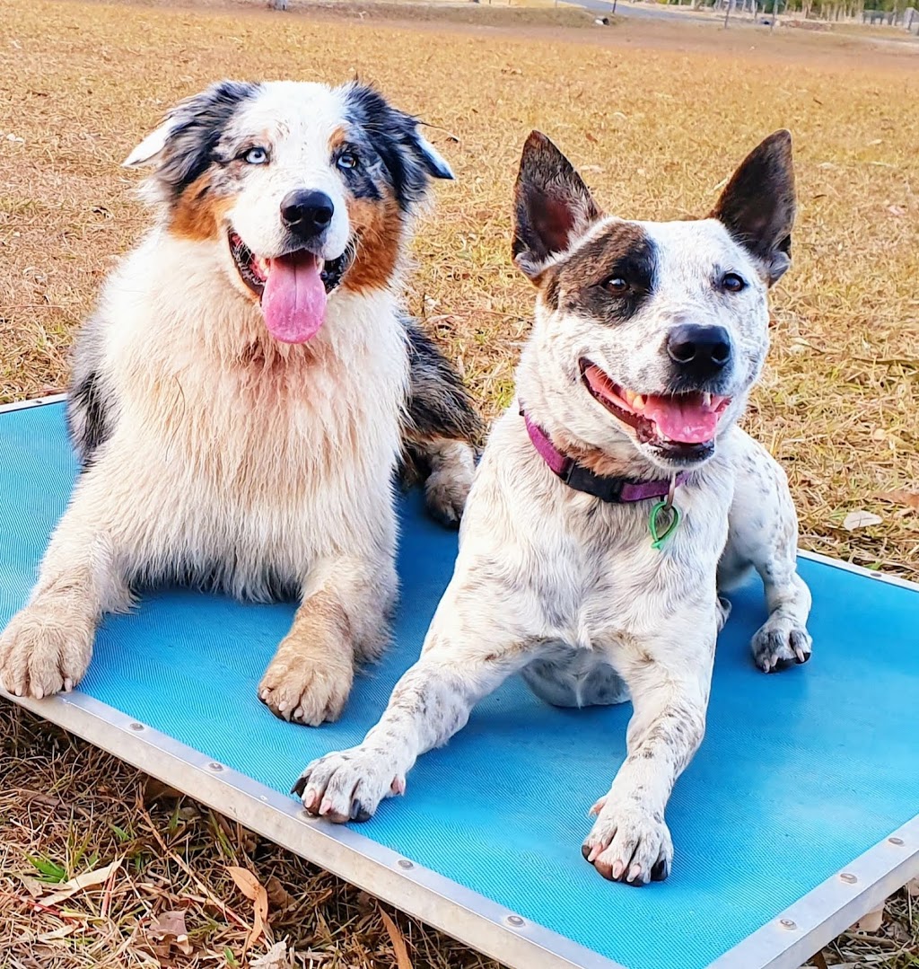 Vision Dog Training | 128 Jakeman Dr, Agnes Water QLD 4677, Australia | Phone: 0400 709 856