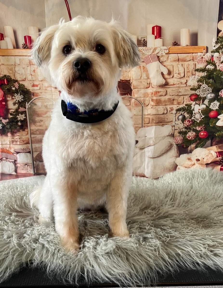 Halo Dog Grooming | Garfield Rd, Glenorchy TAS 7010, Australia | Phone: 0438 433 858