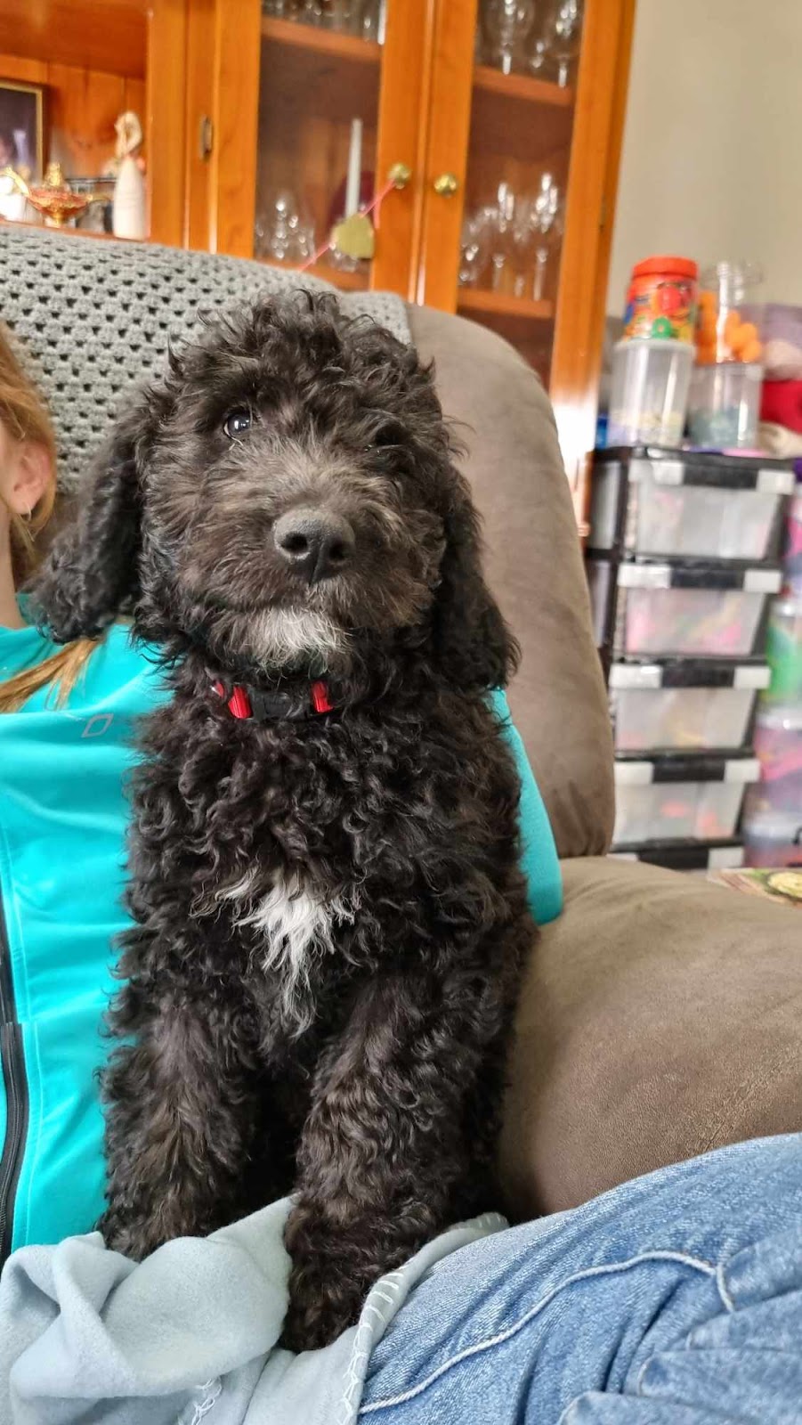 Gramayre Groodles and Poodles | 180 Fords Outlet Rd, Deans Marsh VIC 3235, Australia | Phone: 0448 528 000