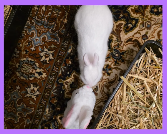 Suzanne McLean Psychology | 5 Yarra Rd, Croydon VIC 3136, Australia | Phone: 0429 049 431