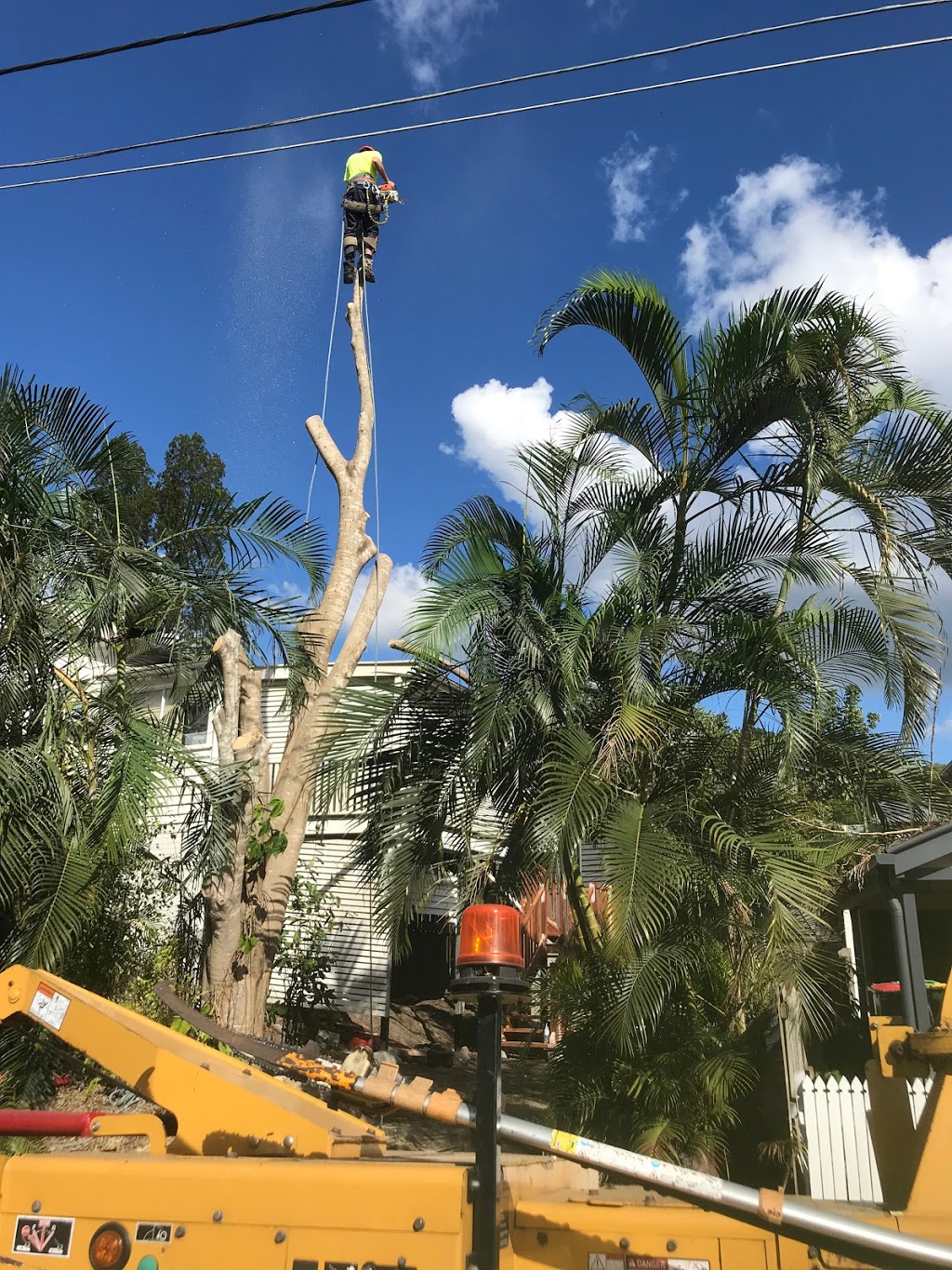 Brisbane Tree & Stumpgrinding Service | 95 Carinya St, Indooroopilly QLD 4068, Australia | Phone: (07) 3878 1458