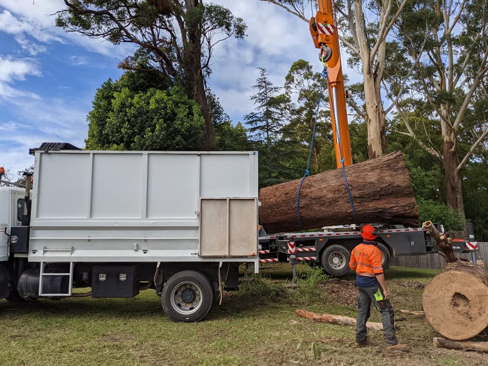 Ironbark Tree Company | Cameron St, Wauchope NSW 2446, Australia | Phone: 0417 249 617