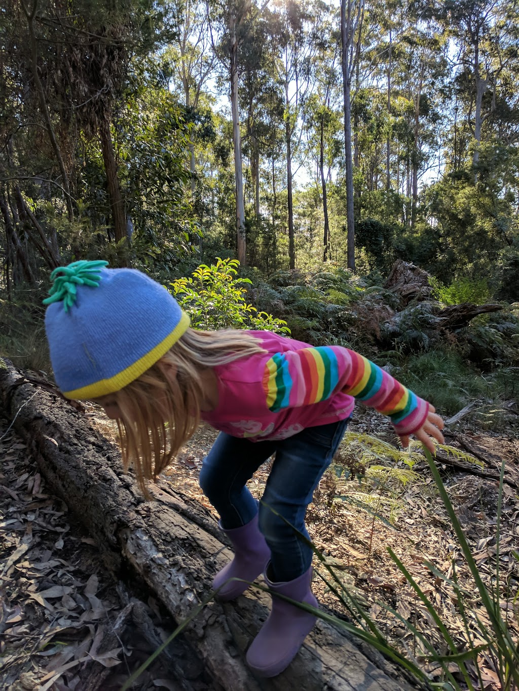 Box Cutting Rainforest Walk | park | Box Cutting Rd, Kianga NSW 2546, Australia