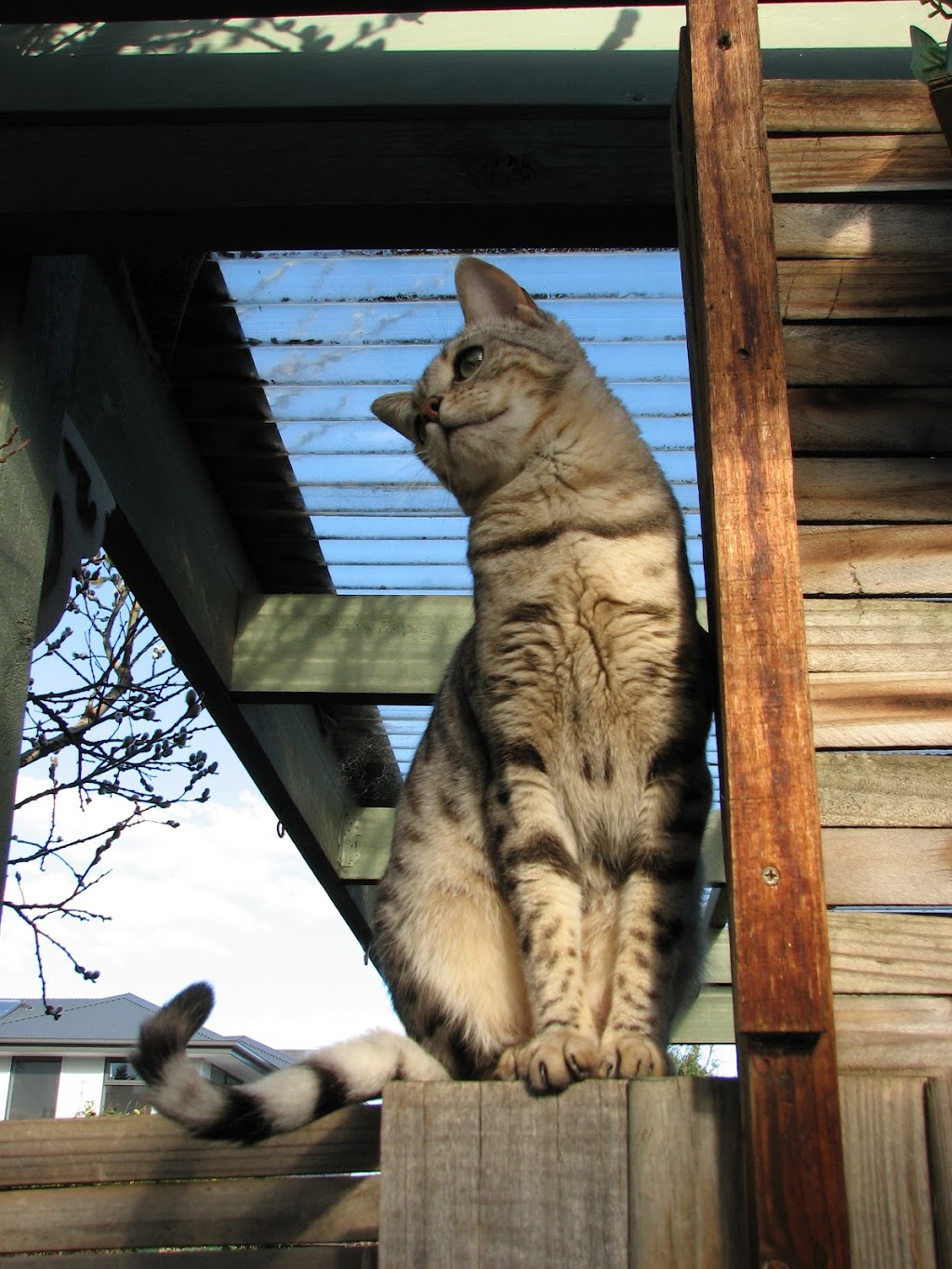 Cat Max Clear Net Enclosures | 318D Lenah Valley Rd, Lenah Valley TAS 7008, Australia | Phone: 1300 306 605