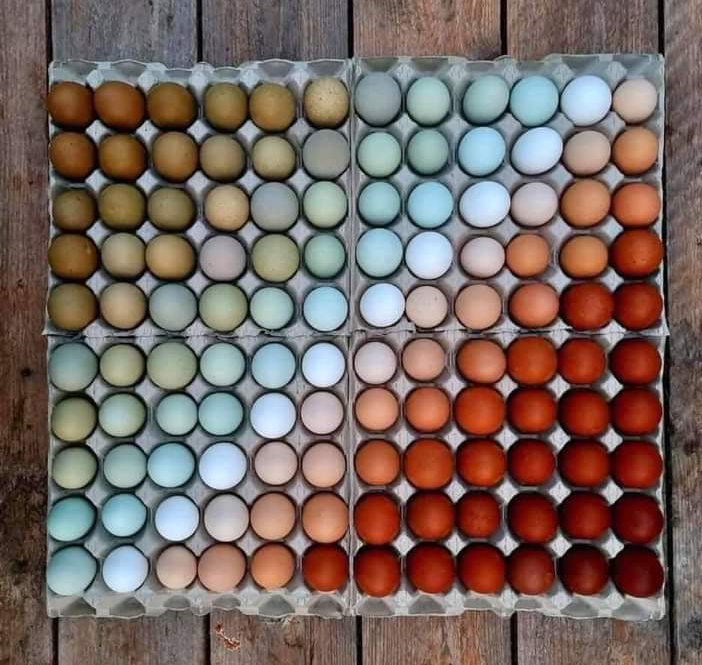 Coloured Eggs Australia | 92 Mount Buninyong Rd, Buninyong VIC 3335, Australia | Phone: 0434 069 638