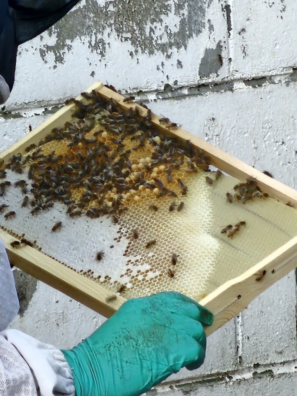 BeesFriend | 16 Shute Ave, Berwick VIC 3806, Australia | Phone: 0423 256 231