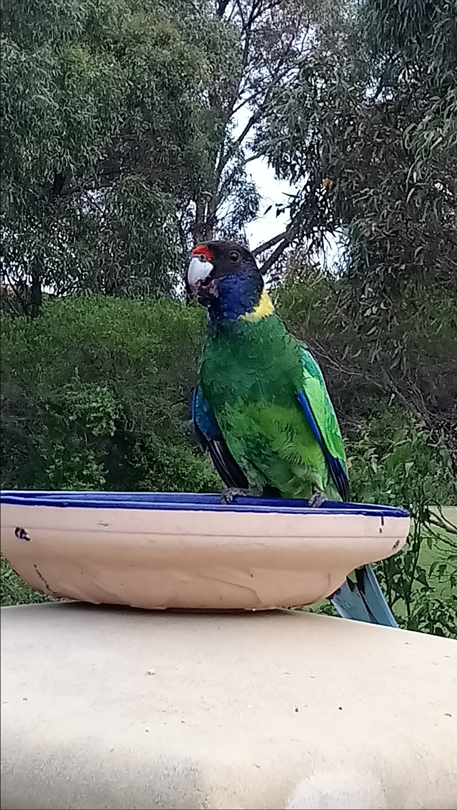 Meadow Springs Golf and Country Club | 23 Meadow Springs Dr, Meadow Springs WA 6210, Australia | Phone: (08) 9581 6360