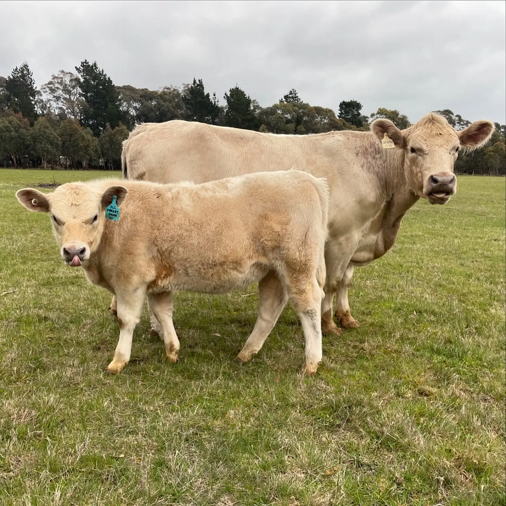 Ferguson Livestock | 306 Snake Valley-Chepstowe Rd, Snake Valley VIC 3351, Australia | Phone: 0412 144 625