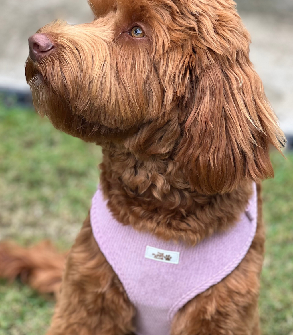 The Puppy Club | 373 Old Mount Samson Rd, Closeburn QLD 4520, Australia | Phone: 0415 287 700