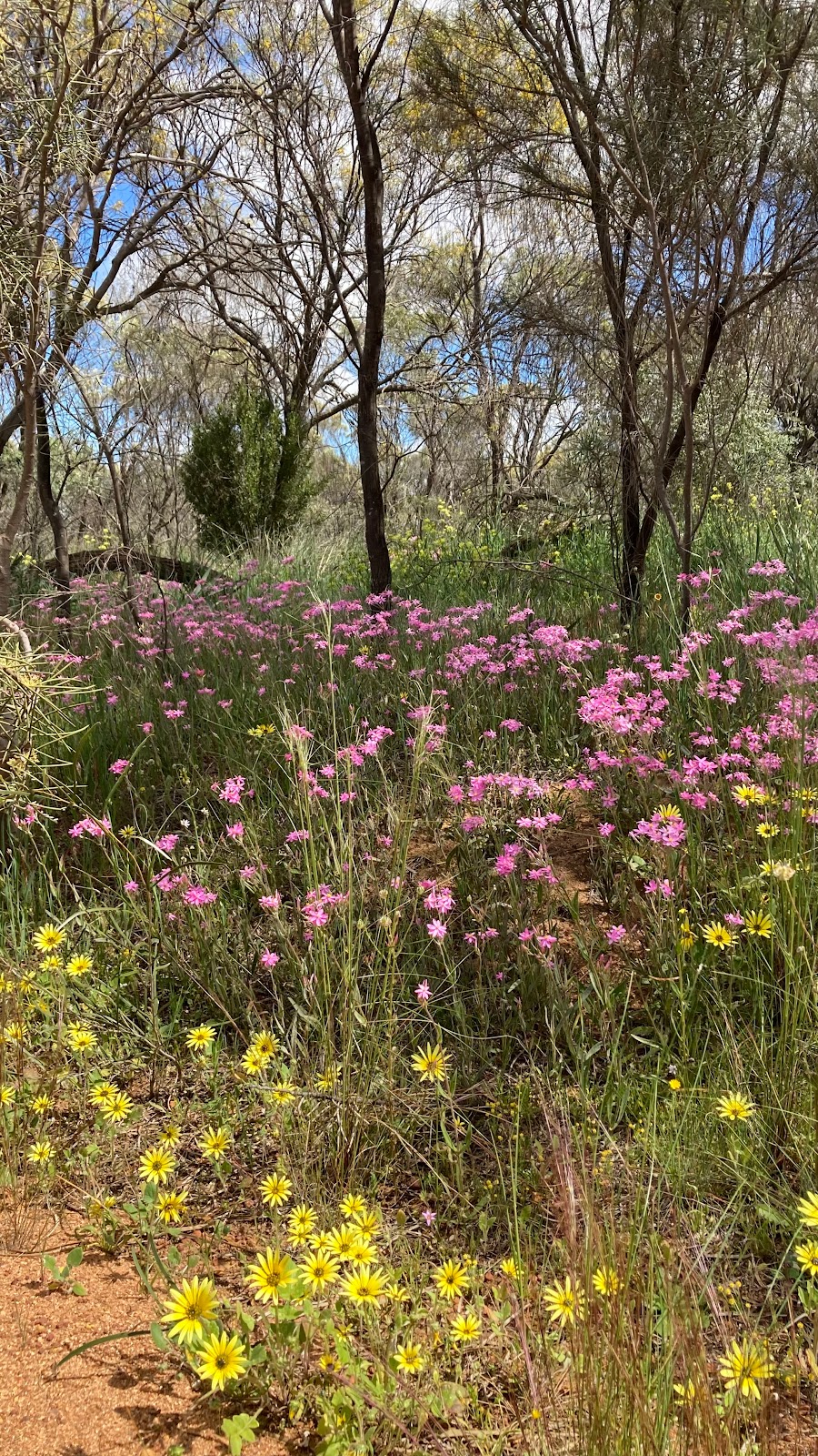 Kasan FarmStay | 947 Yorkrakine Rock Rd, North Tammin WA 6409, Australia | Phone: 0426 830 386