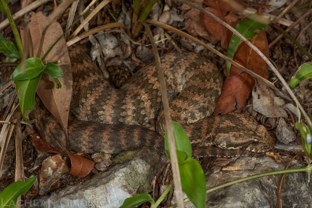 FF Snake Catchers Brisbane | 19 Greenmount Ave, Holland Park QLD 4121, Australia | Phone: 0405 573 384