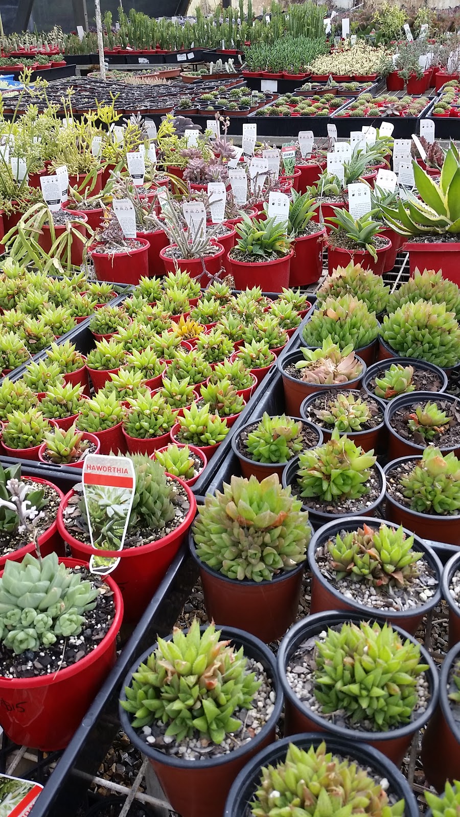 Spectrum Plants | 69 Currey Rd, Wongawallan QLD 4210, Australia | Phone: 0412 614 242