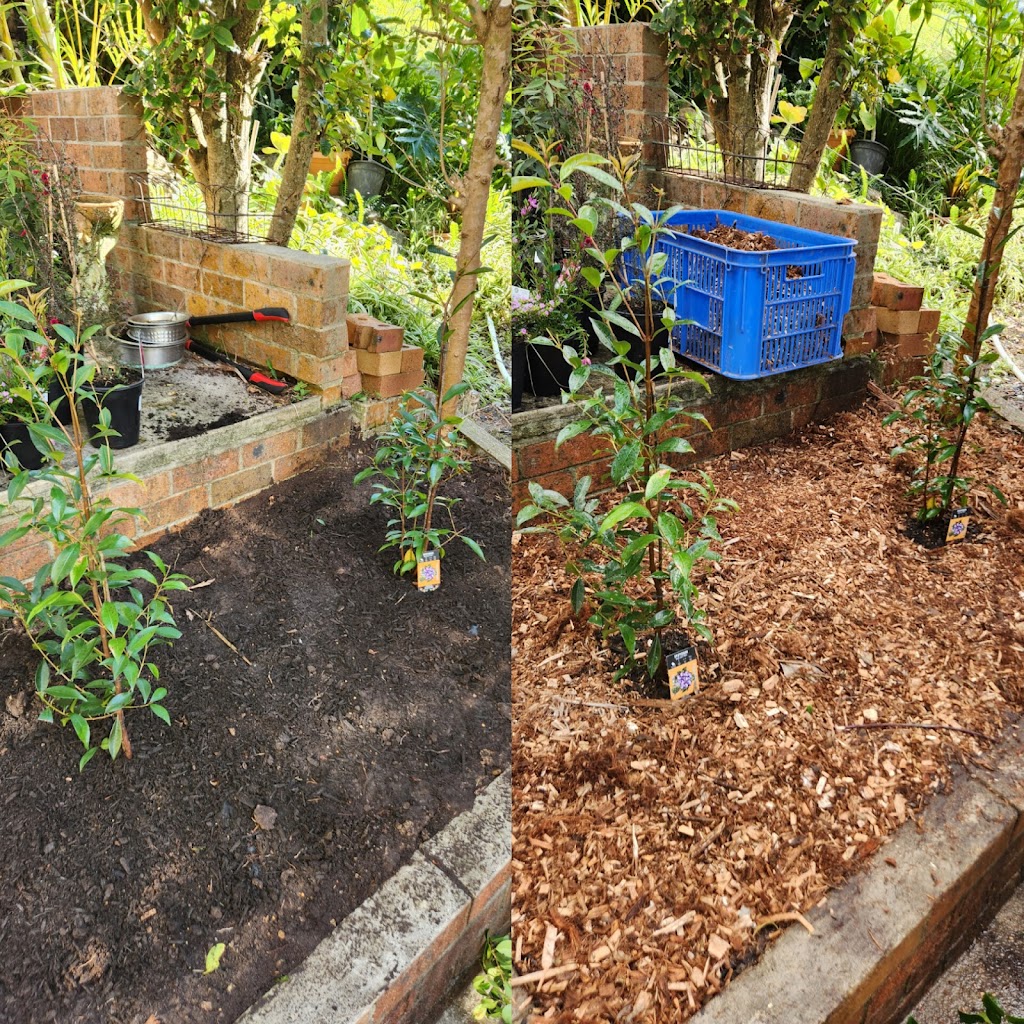 Green Thumb Grass & Gardens | 2 King St, Coolongolook NSW 2423, Australia | Phone: 0455 603 864