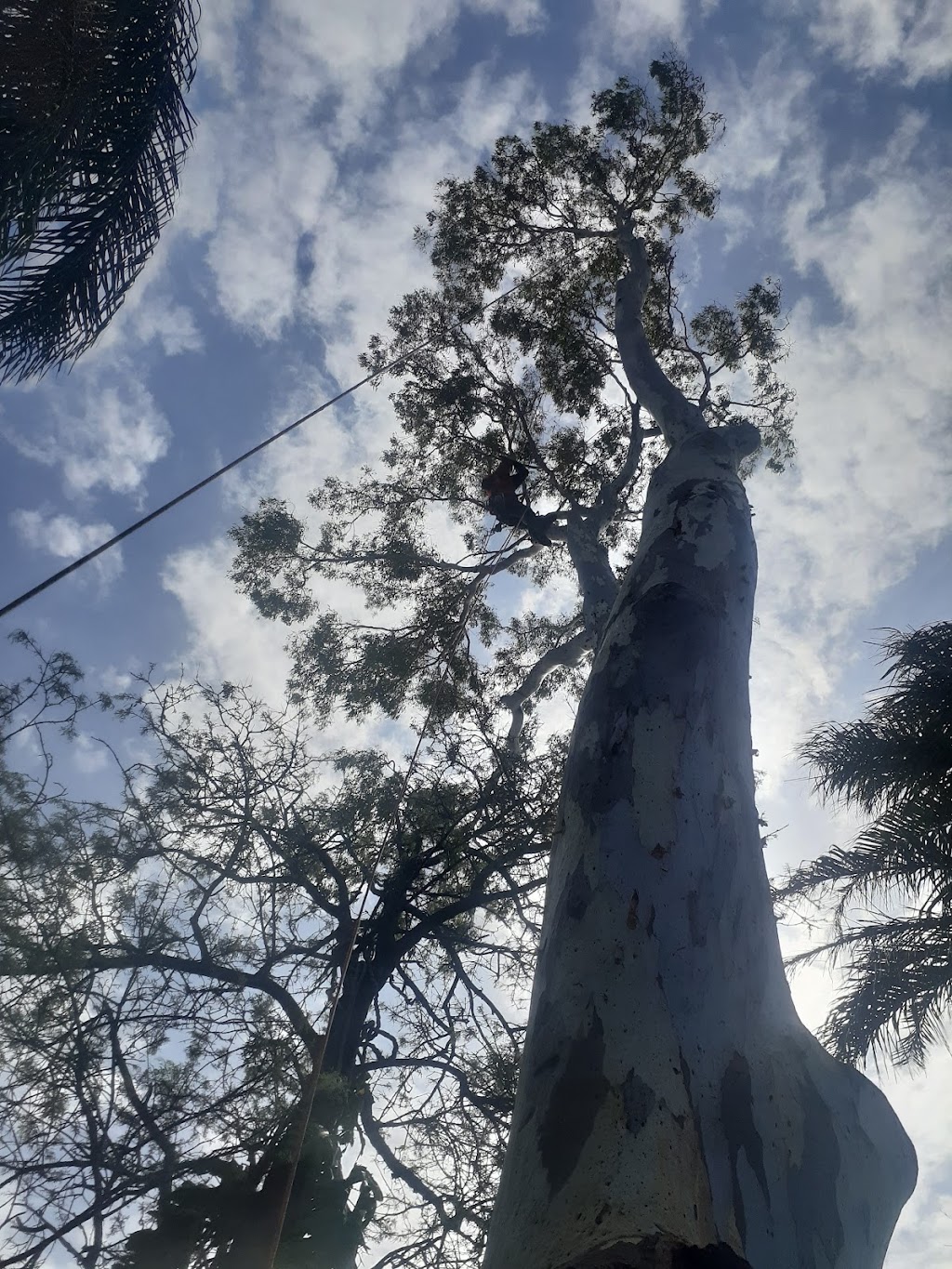our tree service | 715 King St, Caboolture QLD 4510, Australia | Phone: 0435 445 878