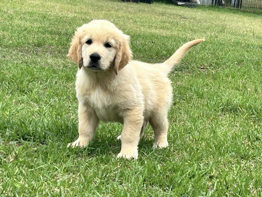Sunryz Golden Retrievers | Quorrobolong Rd, Cessnock NSW 2325, Australia | Phone: 0404 076 810