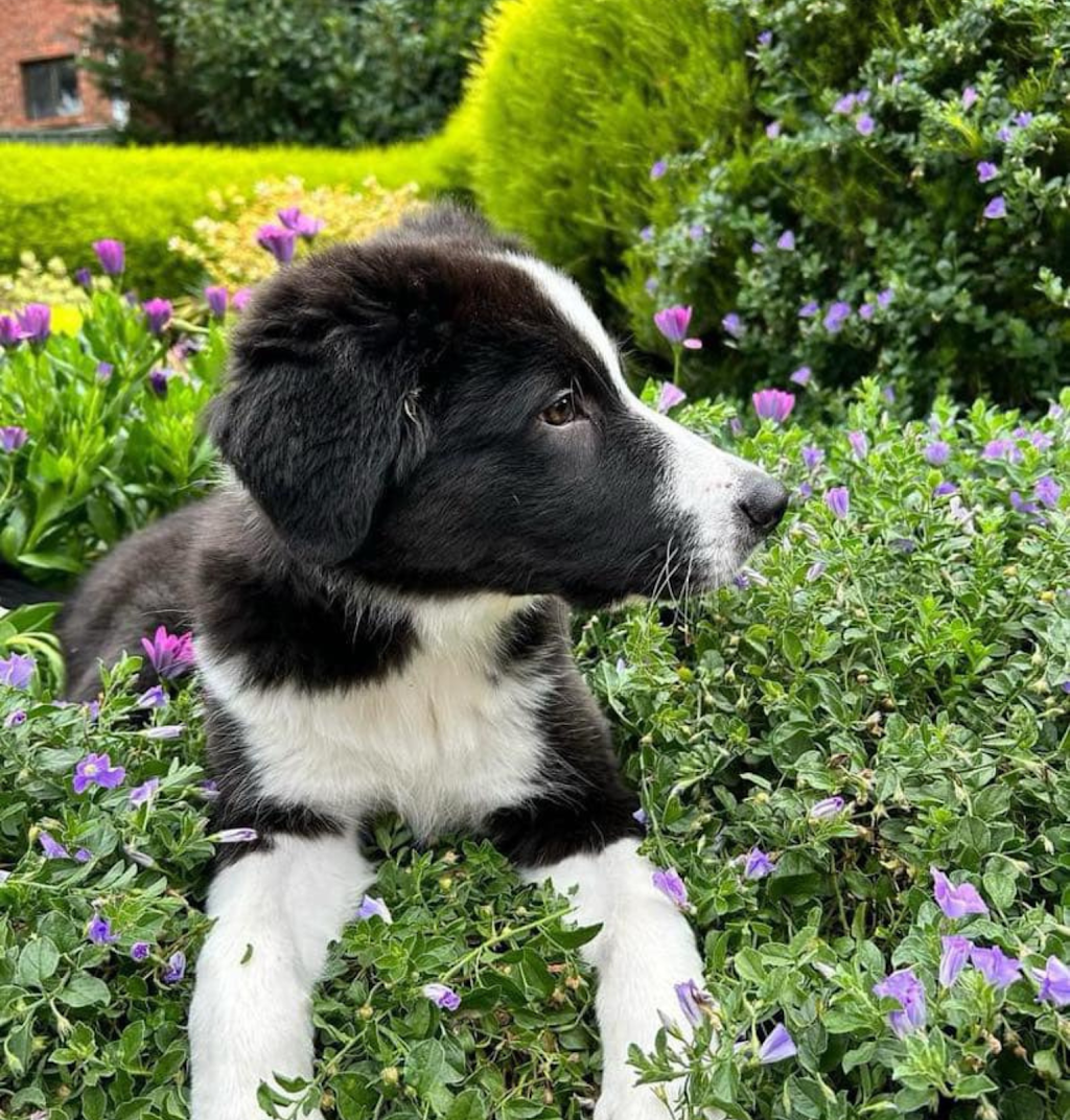 Banaby Park Border Collies | 1329 Bannaby Rd, Bannaby NSW 2580, Australia | Phone: 0418 138 641