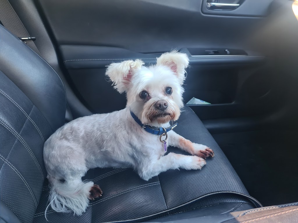 Happy Go Puppy - Grooming & More - Como | 6c Evans St, Como NSW 2226, Australia | Phone: 0410 108 501