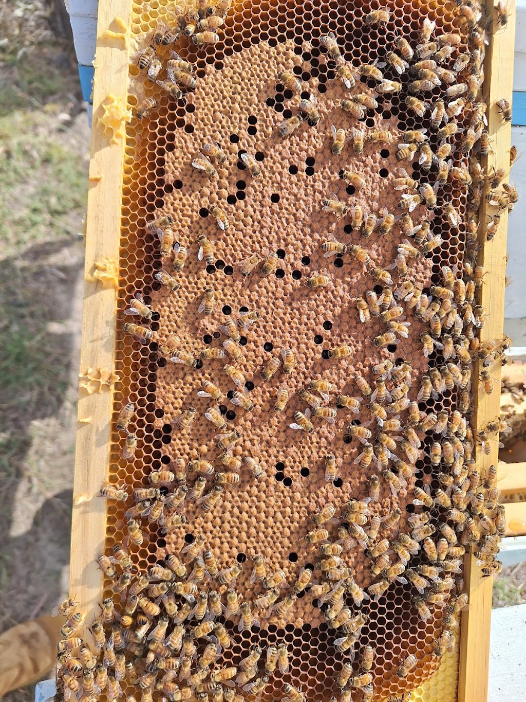 Bee Genetics | 156Fischer Road, Carbrook QLD 4130, Australia | Phone: 0400 833 017