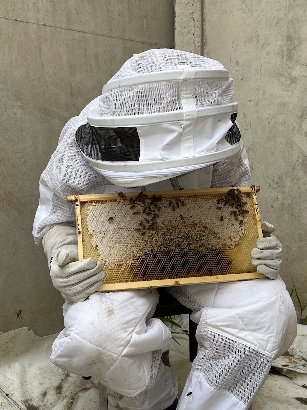 Arthurs Creek Bees and Honey | Arthurs Creek Rd, Arthurs Creek VIC 3099, Australia | Phone: 0419 567 308