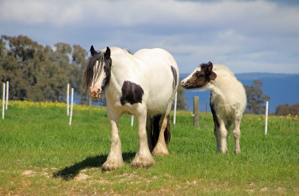 Smiths Gypsy Cobs | 310 Maintongoon Rd, Alexandra VIC 3714, Australia | Phone: 0427 525 348