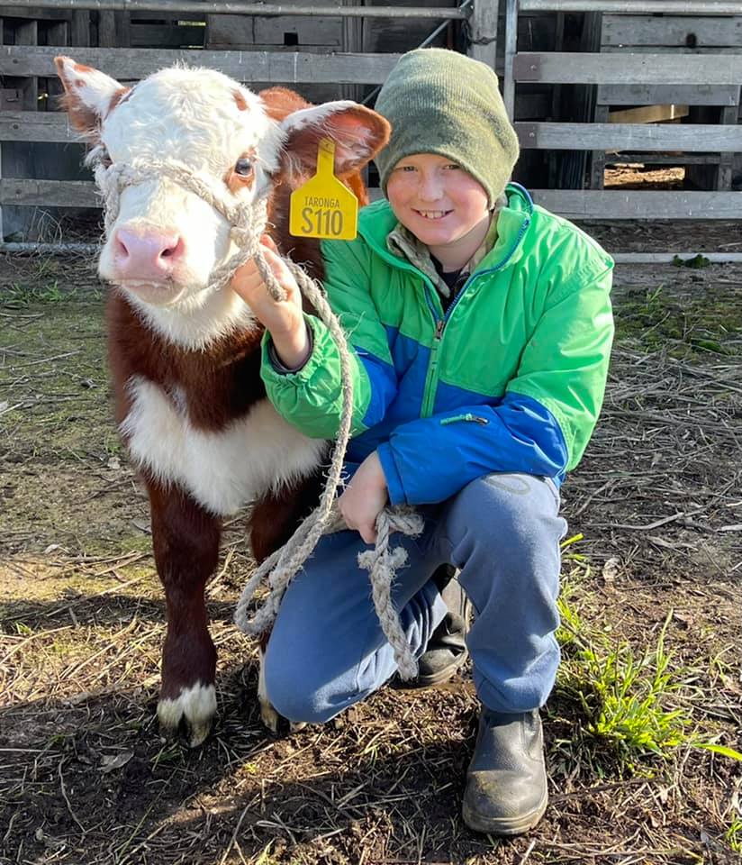 Taronga Poll Herefords | 272 Paschendale-Tahara Rd, Paschendale VIC 3315, Australia | Phone: 0466 015 178