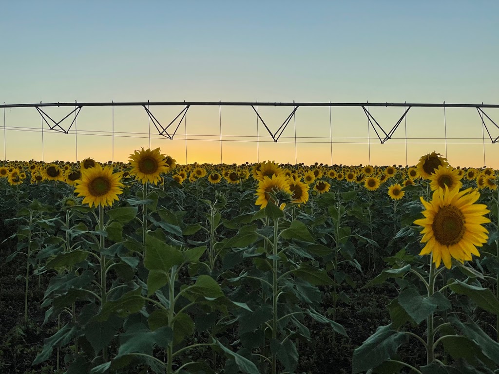 Scenic Rim Flower Farm |  | 56 Warumkarie Rd, Kalbar QLD 4309, Australia | 0418736588 OR +61 418 736 588