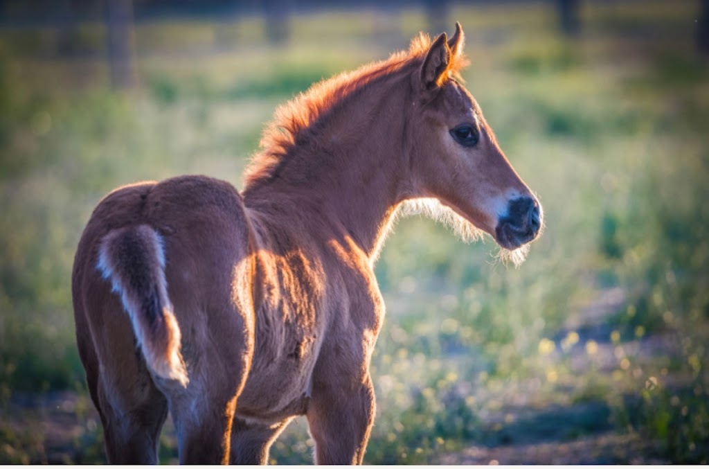 Alma Vale Thoroughbreds | 3111 New England Hwy, Scone NSW 2337, Australia | Phone: (02) 6545 8065