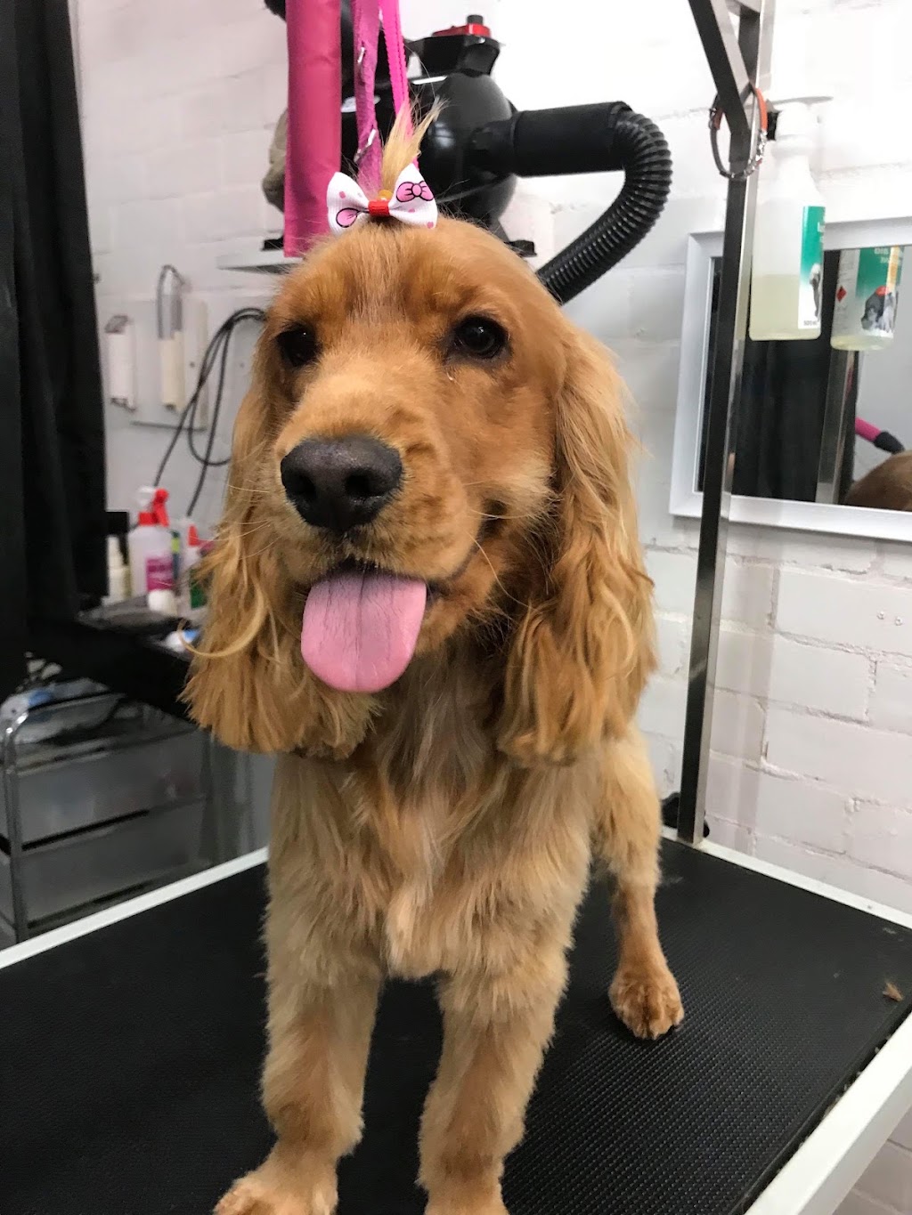 Camden bark dog spa | 14 Mitchell St, Camden NSW 2570, Australia | Phone: (02) 4602 6020