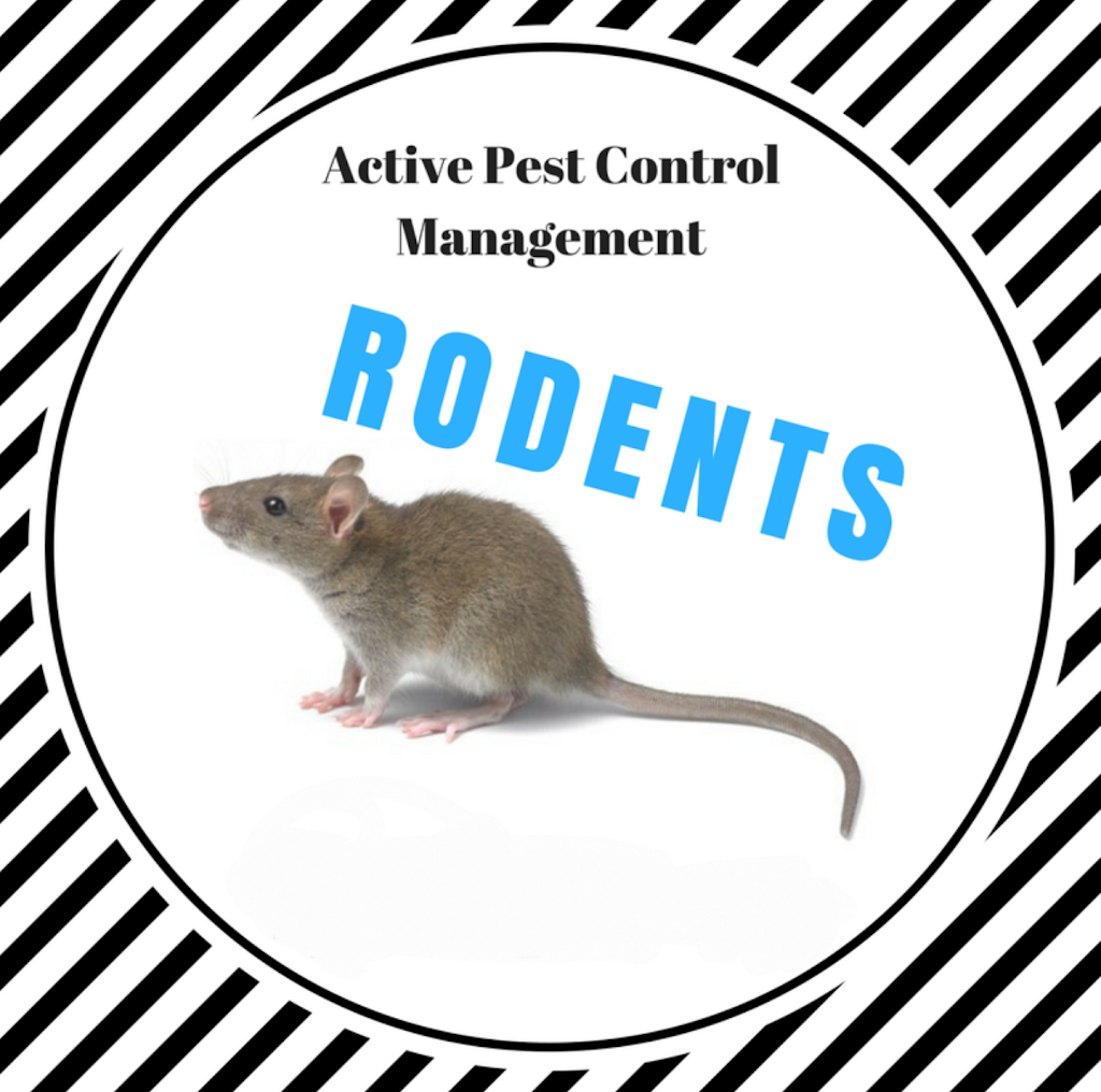 Active Pest Control Management - Pest & Termite Control | 24 Thirroul Circuit, Prestons NSW 2170, Australia | Phone: 0426 221 296