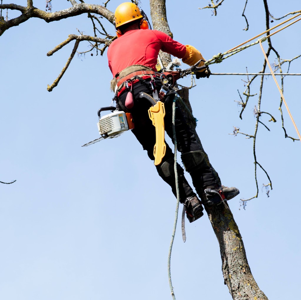 Tree Removal Cherrybrook ⭐ | Tree Lopping, Tree Trimming, Land Clearing, Arborist, Cherrybrook NSW 2126, Australia | Phone: 0480 024 709