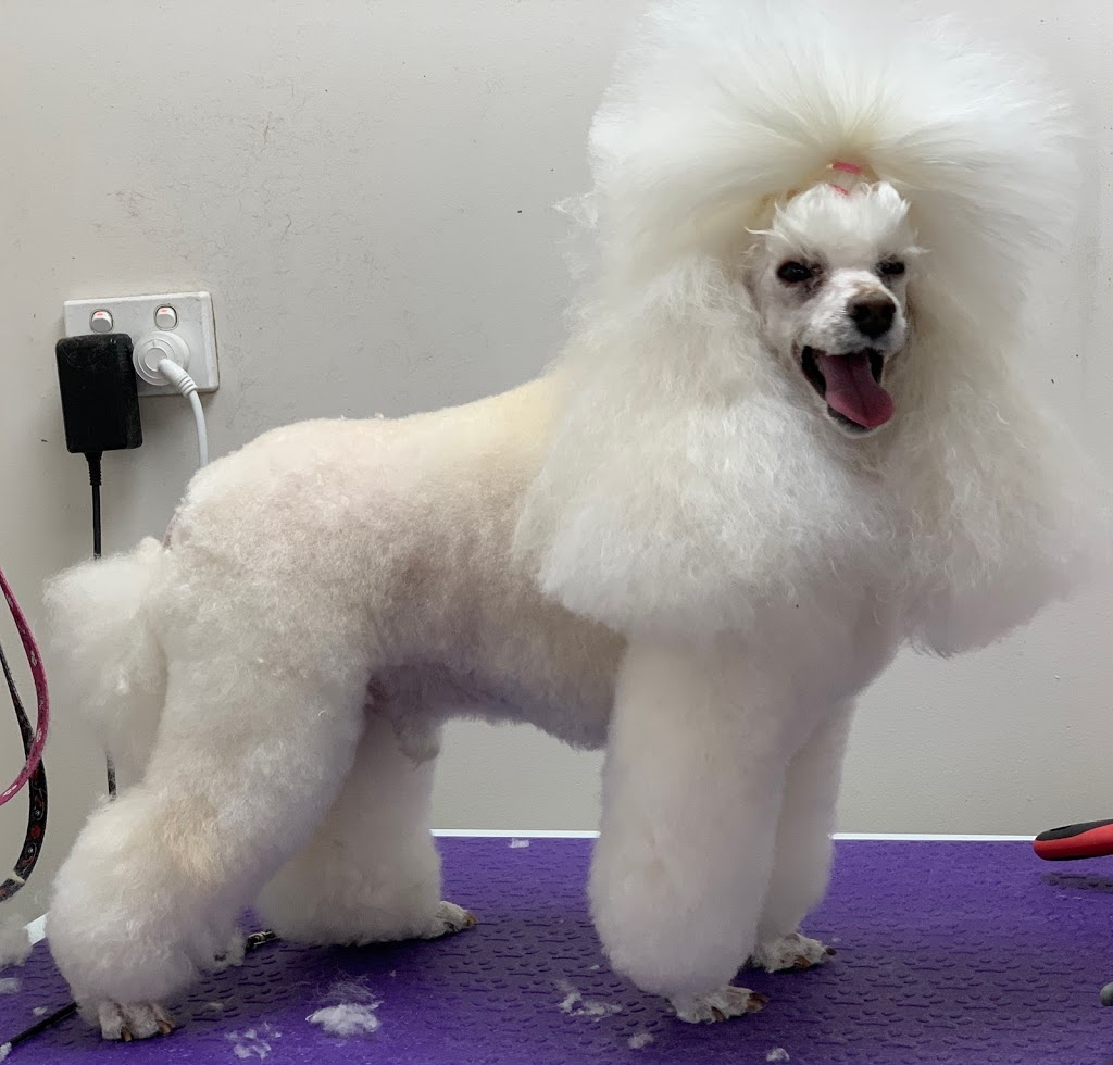 Animal Mad Dog Grooming | 3 Maldon Ct, Wheelers Hill VIC 3150, Australia | Phone: 0402 736 295