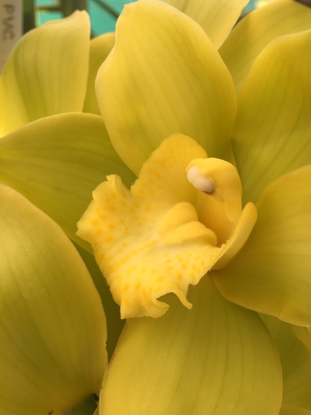 Tinonee Orchid Nursery |  | 768 Tinonee Rd, Mondrook NSW 2430, Australia | 0265531012 OR +61 2 6553 1012