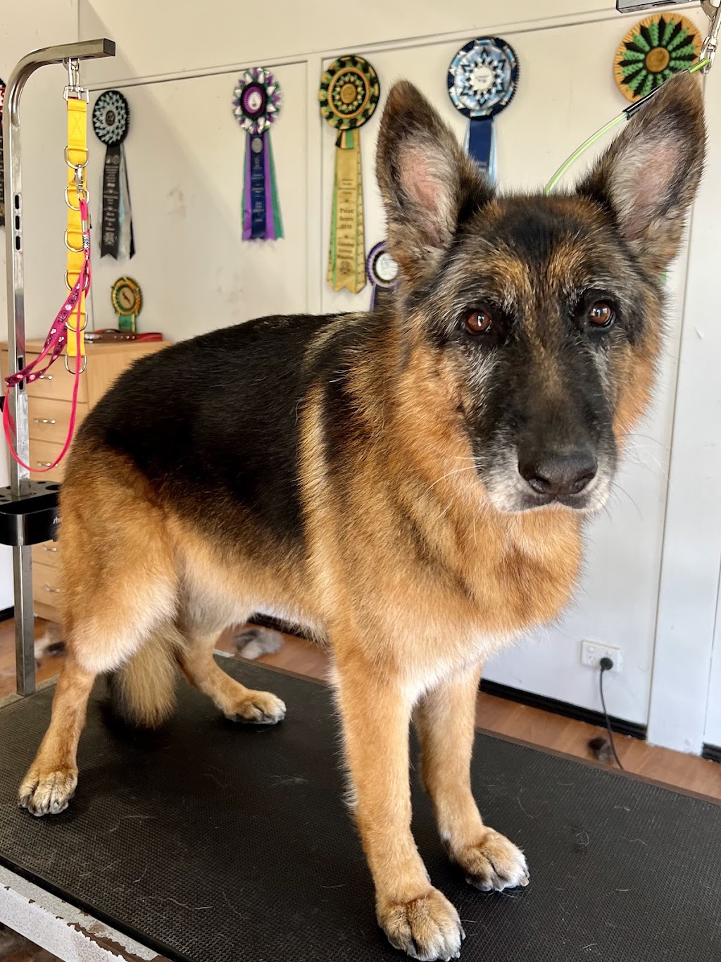 The Luxe Dog Grooming Salon | Remembrance Dr, Bargo NSW 2574, Australia | Phone: 0494 312 070