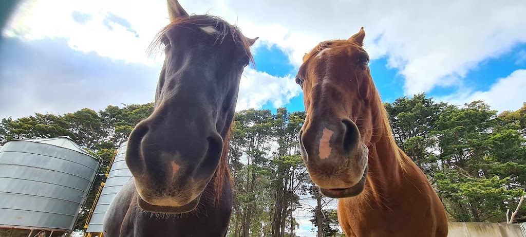 Bellview Connection Equine Assisted Therapy & Counselling | 258 Glue Pot Rd, Pomonal VIC 3381, Australia | Phone: 0429 353 680
