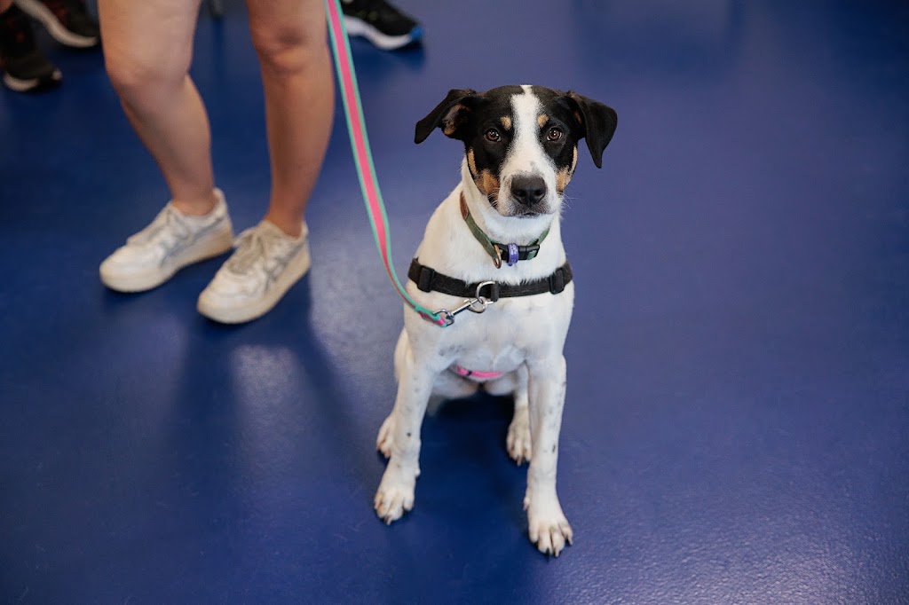 Happy Paws Happy Hearts | RSPCA Animal Care Centre Mackay Mount Bassett Cemetery Rd &, Yuwibara Country, Strickland Rd, Mackay Harbour QLD 4740, Australia | Phone: 1300 077 984