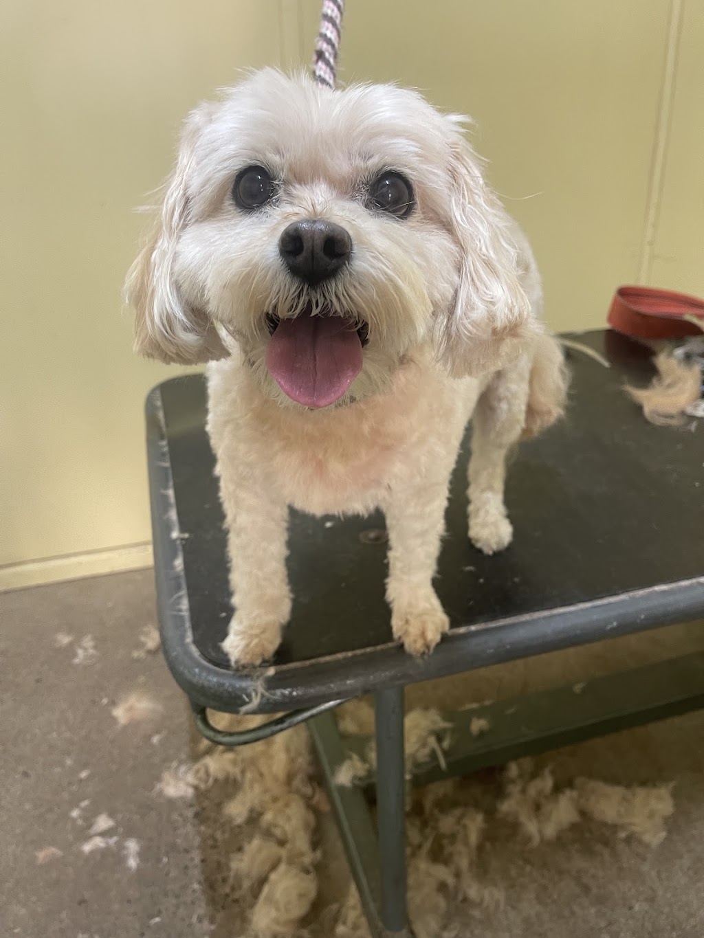 Top Dog Grooming & Wash | 185 Whitehorse Rd, Balwyn VIC 3103, Australia | Phone: 0492 975 442