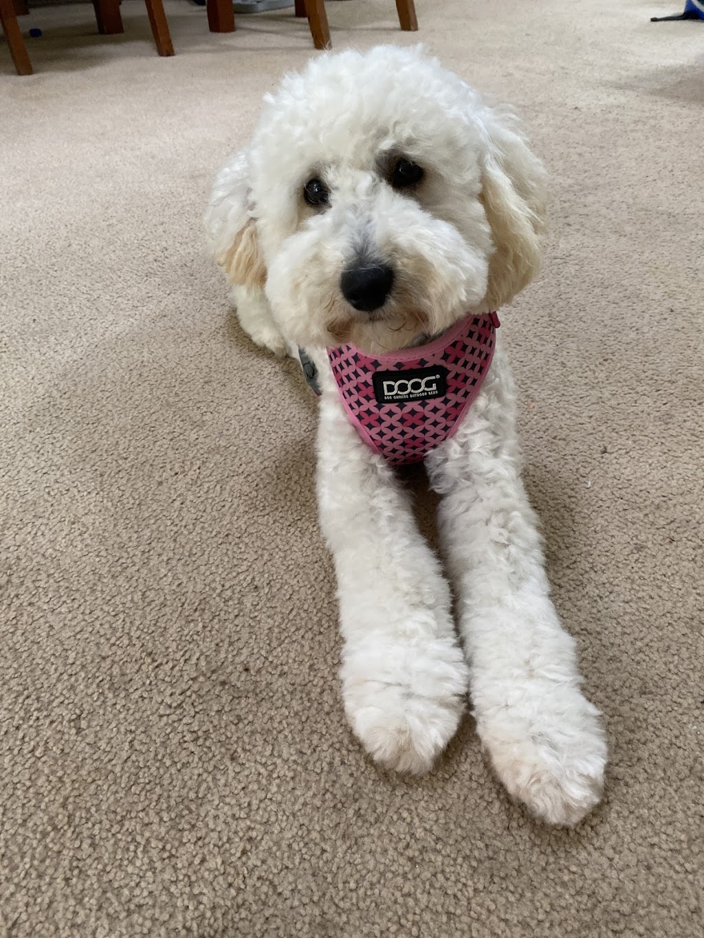 Barks and Bubbles Pet Pawtique | 135 Maidens Brush Rd, Wyoming NSW 2250, Australia | Phone: 0452 501 182