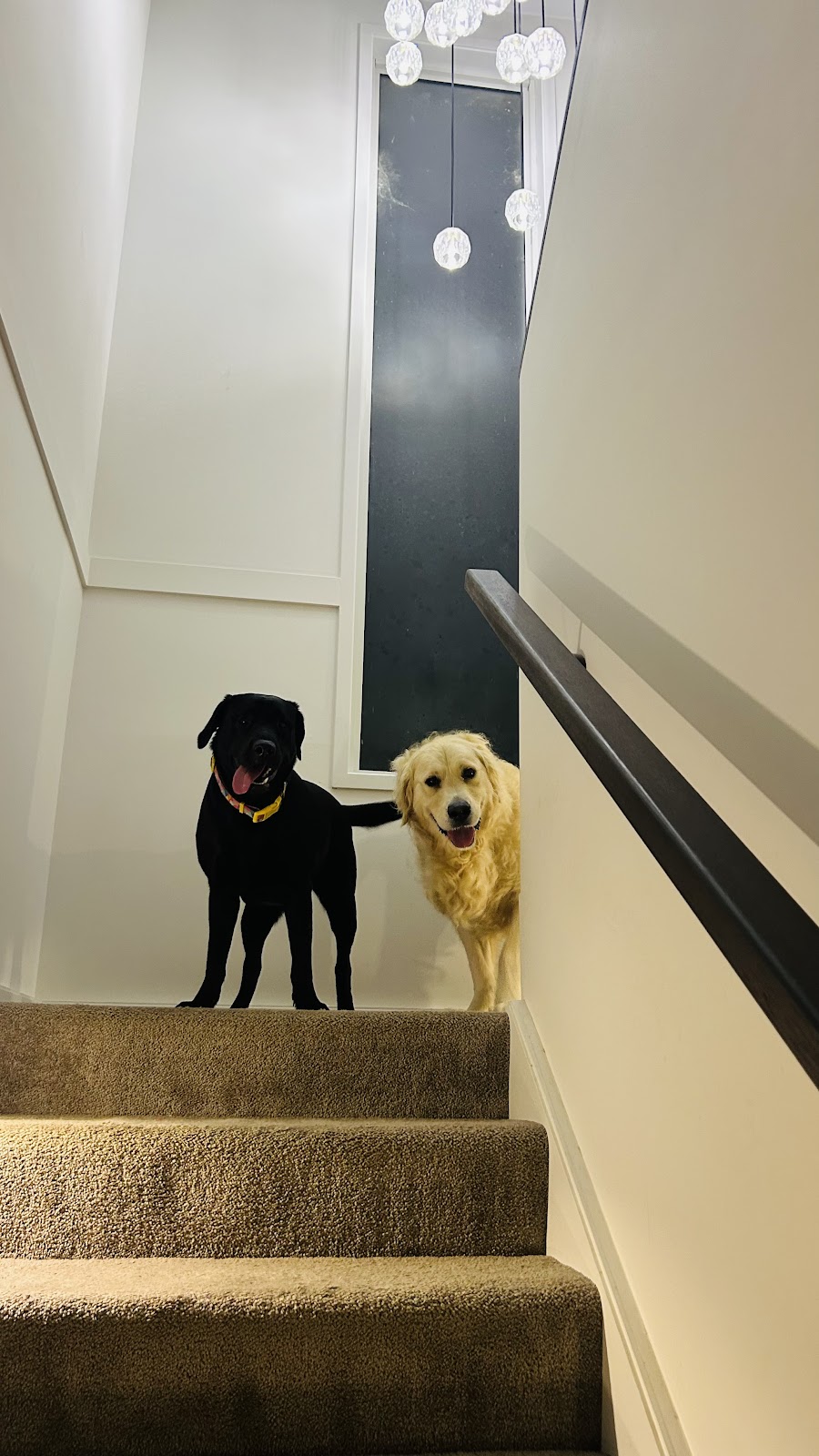 The Dog Grooming Garage | 13 Wiregrass Ave, Denham Court NSW 2565, Australia | Phone: 0438 049 618