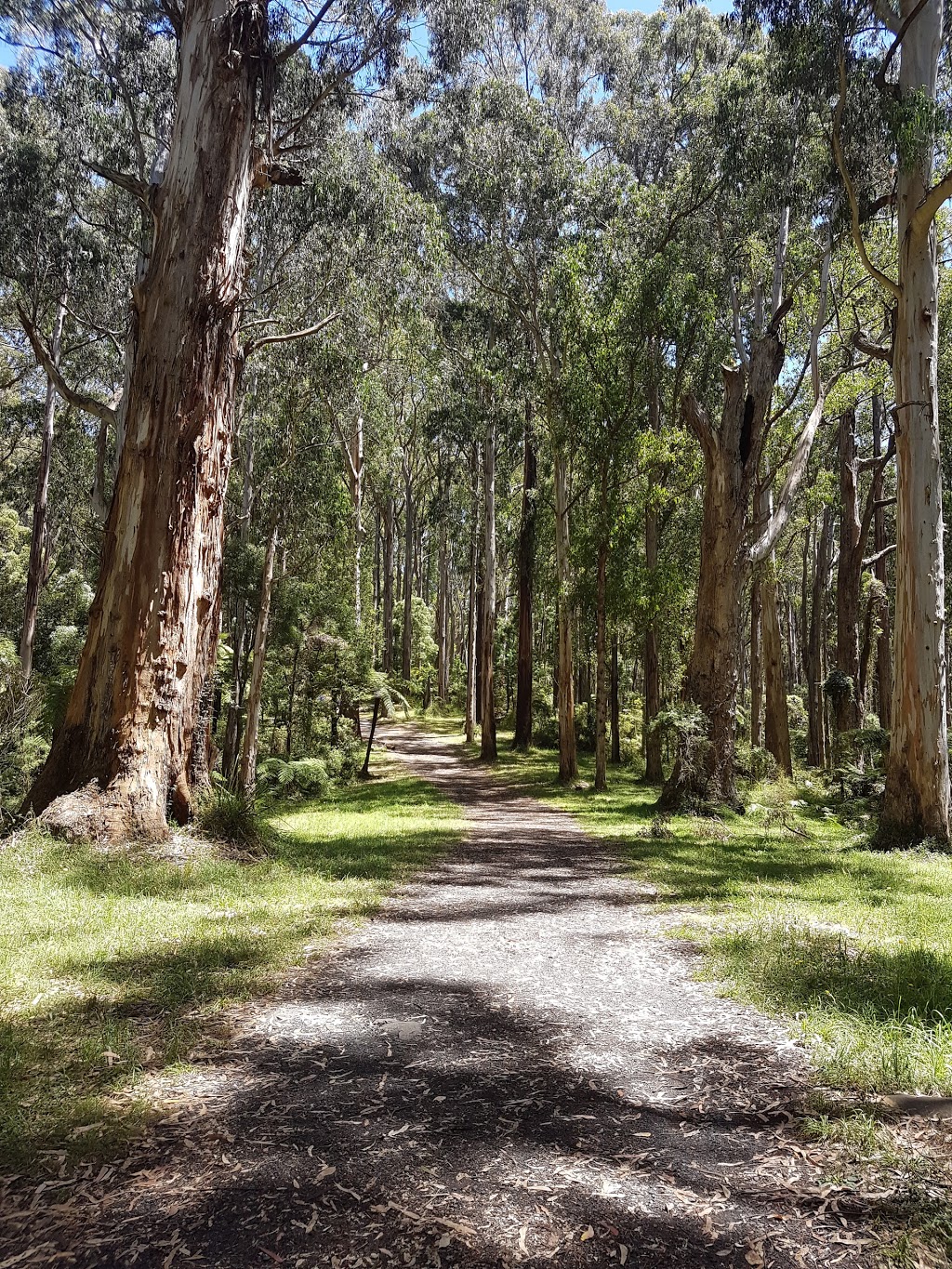 Olinda Falls | park | Doughtys Rd, Olinda VIC 3788, Australia | 131963 OR +61 131963